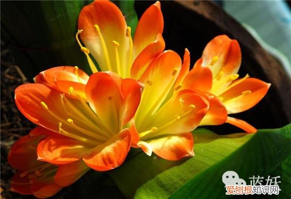 君子兰怎么养殖方法和注意事项视频，君子兰的养殖方法的8大要点