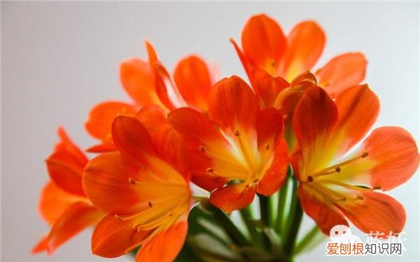 君子兰怎么养殖方法和注意事项视频，君子兰的养殖方法的8大要点