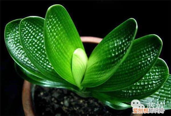 君子兰怎么养殖方法和注意事项视频，君子兰的养殖方法的8大要点