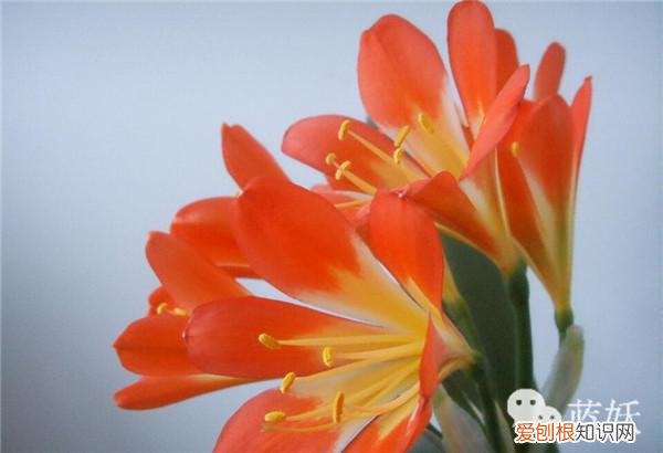 君子兰怎么养殖方法和注意事项视频，君子兰的养殖方法的8大要点