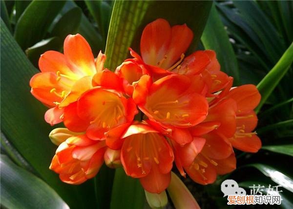 君子兰怎么养殖方法和注意事项视频，君子兰的养殖方法的8大要点