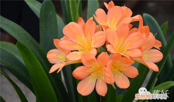 君子兰怎么养殖方法和注意事项视频，君子兰的养殖方法的8大要点