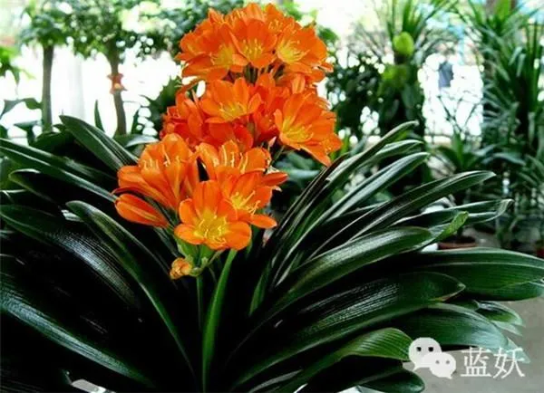 君子兰怎么养殖方法和注意事项视频，君子兰的养殖方法的8大要点