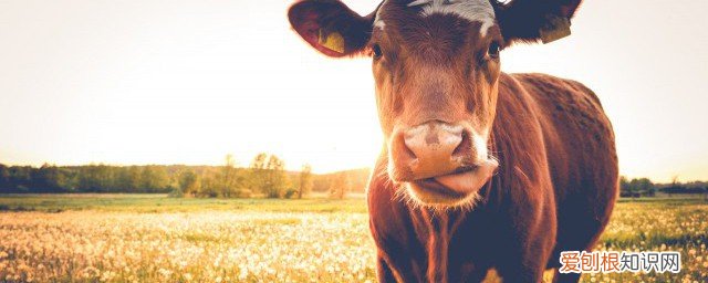 男人吃牛鞭的坏处 男的吃牛鞭有什么好处