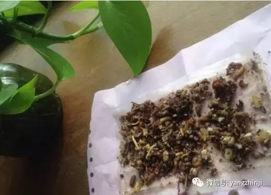 盆栽的养护,爆文|一篇顶100篇,盆栽养护知识合集看完你就是养花大神!