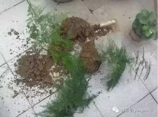 盆栽的养护,爆文|一篇顶100篇,盆栽养护知识合集看完你就是养花大神!