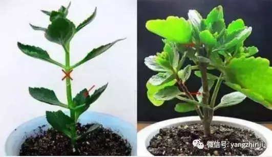 盆栽的养护,爆文|一篇顶100篇,盆栽养护知识合集看完你就是养花大神!