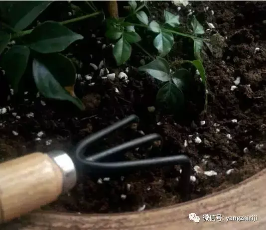 盆栽的养护,爆文|一篇顶100篇,盆栽养护知识合集看完你就是养花大神!