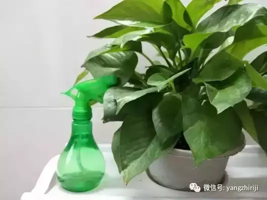 盆栽的养护,爆文|一篇顶100篇,盆栽养护知识合集看完你就是养花大神!