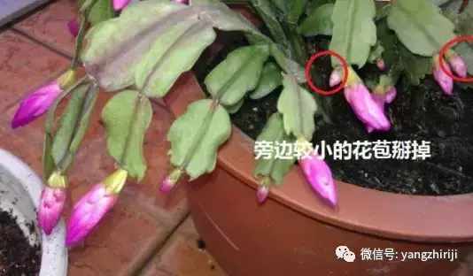 盆栽的养护,爆文|一篇顶100篇,盆栽养护知识合集看完你就是养花大神!