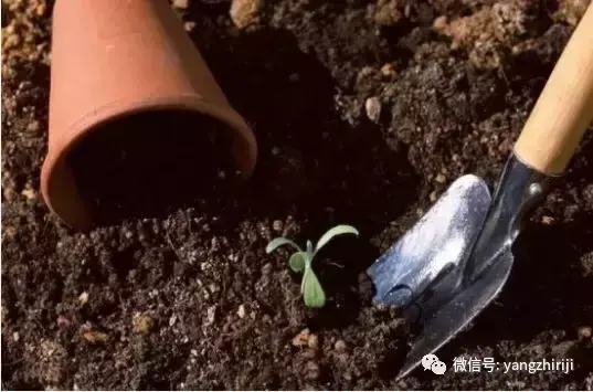 盆栽的养护,爆文|一篇顶100篇,盆栽养护知识合集看完你就是养花大神!