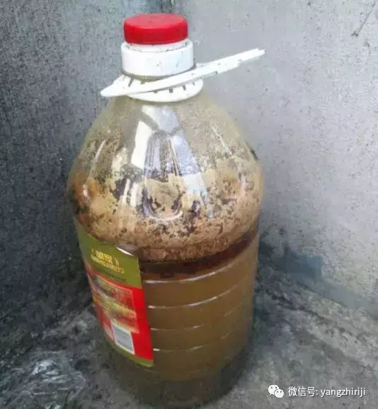 盆栽的养护,爆文|一篇顶100篇,盆栽养护知识合集看完你就是养花大神!