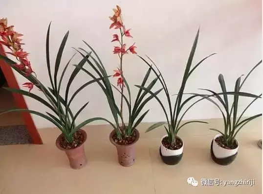 盆栽的养护,爆文|一篇顶100篇,盆栽养护知识合集看完你就是养花大神!