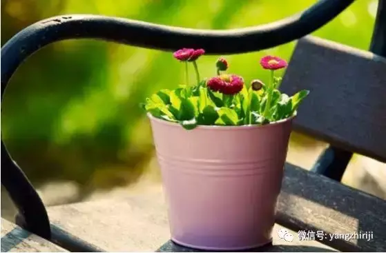 盆栽的养护,爆文|一篇顶100篇,盆栽养护知识合集看完你就是养花大神!