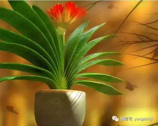 盆栽的养护,爆文|一篇顶100篇,盆栽养护知识合集看完你就是养花大神!