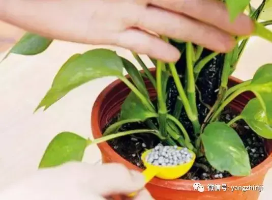 盆栽的养护,爆文|一篇顶100篇,盆栽养护知识合集看完你就是养花大神!