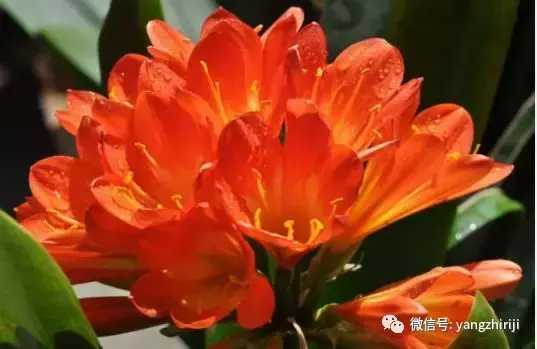 盆栽的养护,爆文|一篇顶100篇,盆栽养护知识合集看完你就是养花大神!