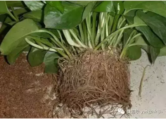 盆栽的养护,爆文|一篇顶100篇,盆栽养护知识合集看完你就是养花大神!