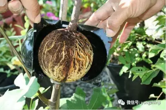 盆栽的养护,爆文|一篇顶100篇,盆栽养护知识合集看完你就是养花大神!