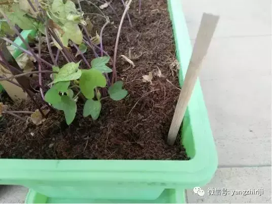 盆栽的养护,爆文|一篇顶100篇,盆栽养护知识合集看完你就是养花大神!