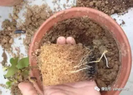 盆栽的养护,爆文|一篇顶100篇,盆栽养护知识合集看完你就是养花大神!