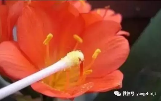 盆栽的养护,爆文|一篇顶100篇,盆栽养护知识合集看完你就是养花大神!