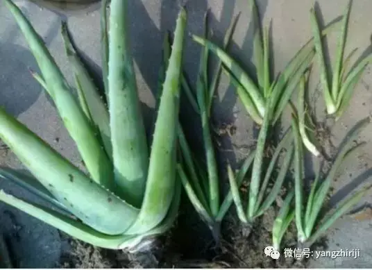 盆栽的养护,爆文|一篇顶100篇,盆栽养护知识合集看完你就是养花大神!