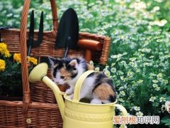 养花小知识，科普知识：家庭养花技巧大全