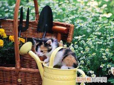 养花小知识，科普知识：家庭养花技巧大全