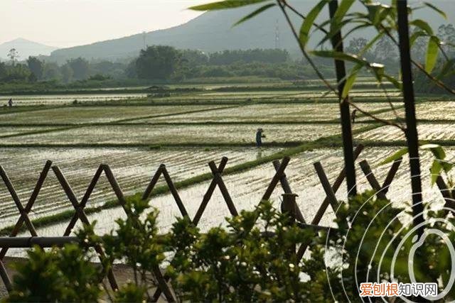 养花小知识，科普知识：家庭养花技巧大全
