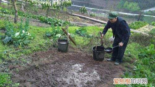 养花小知识，科普知识：家庭养花技巧大全