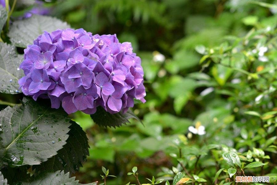 养花小知识，科普知识：家庭养花技巧大全