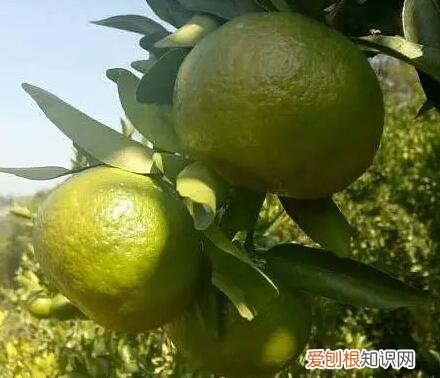 养花小知识，科普知识：家庭养花技巧大全