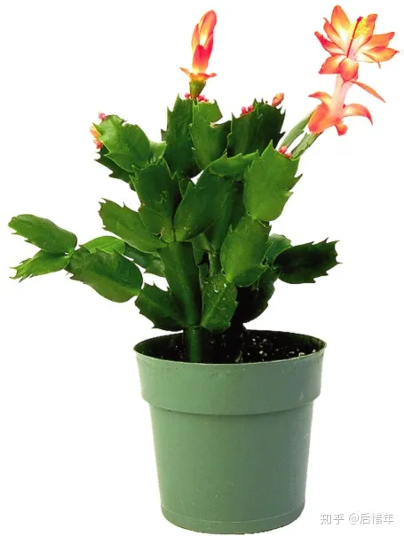 花叶万年青的养殖方法和注意事项水培，万年好——教你养花小知识