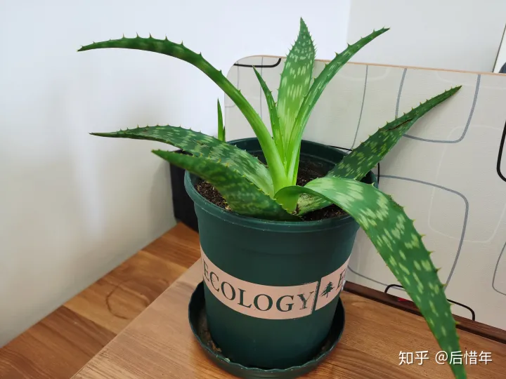 花叶万年青的养殖方法和注意事项水培，万年好——教你养花小知识