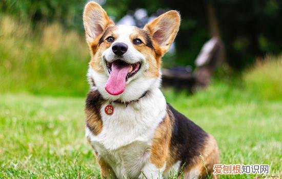 狗狗几个月不听话可以打 狗狗几个月最不听话