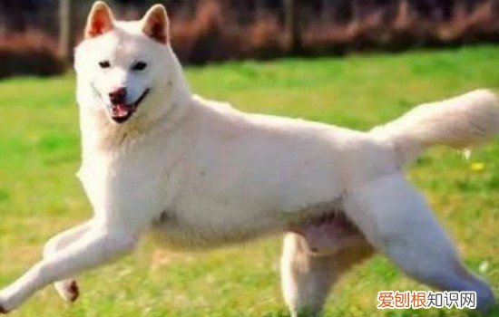 怎么训练狗狗跳起来接东西，与狗狗互动的好方式，怎么教狗狗一些简单的动作