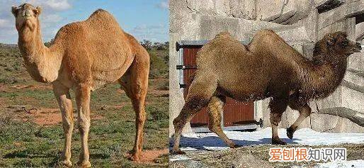 有趣的动物科普小知识，趣味动物知识科普，这些你都知道吗？