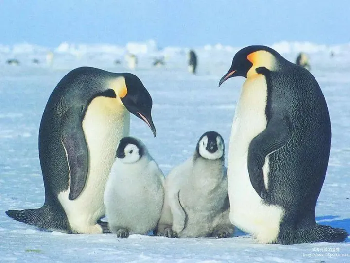 有趣的动物科普小知识，趣味动物知识科普，这些你都知道吗？