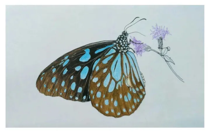 有趣的动物科普小知识，趣味动物知识科普，这些你都知道吗？