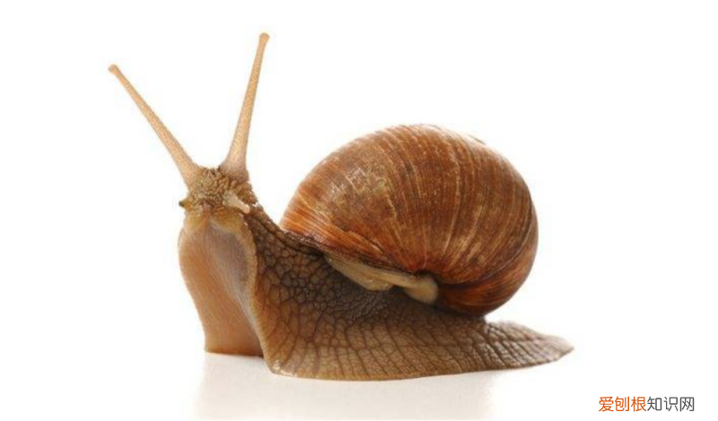 10个动物世界之最的小知识是什么呢,10个动物世界之最的小知识