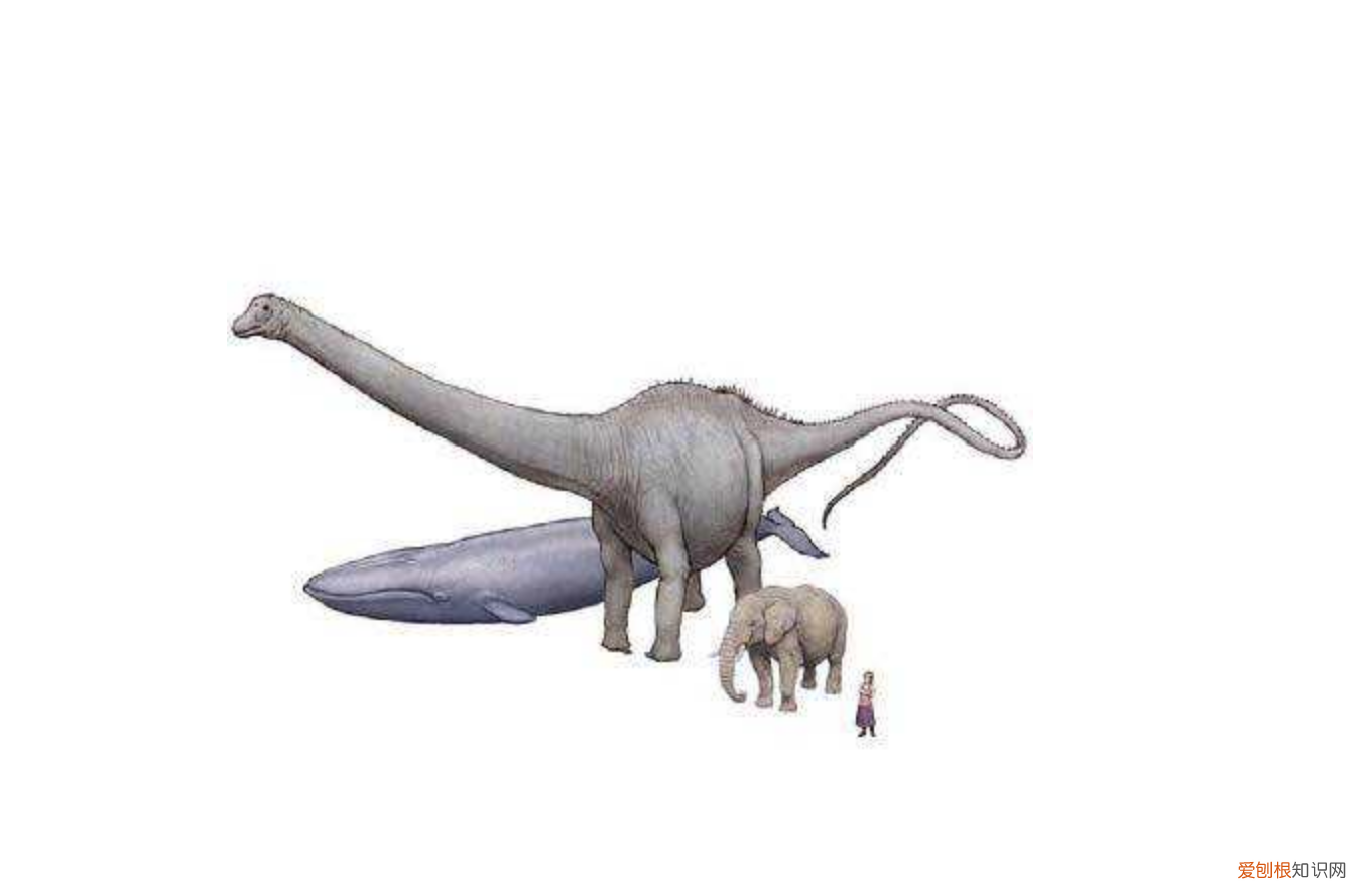 10个动物世界之最的小知识是什么呢,10个动物世界之最的小知识