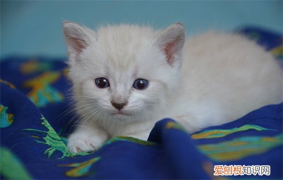 猫在什么情况容易得猫癣，什么原因得猫癣