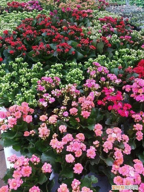 什么植物吸土，15种花，沾土就活，特有成就感，养一次就上瘾