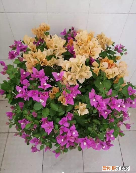 什么植物吸土，15种花，沾土就活，特有成就感，养一次就上瘾