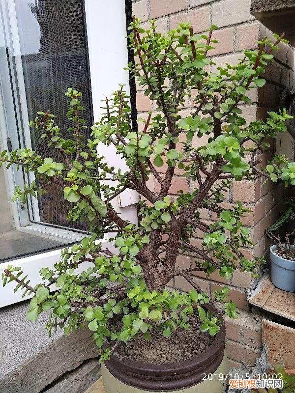 什么植物吸土，15种花，沾土就活，特有成就感，养一次就上瘾