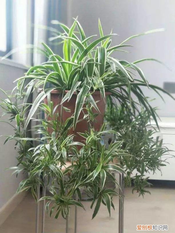什么植物吸土，15种花，沾土就活，特有成就感，养一次就上瘾