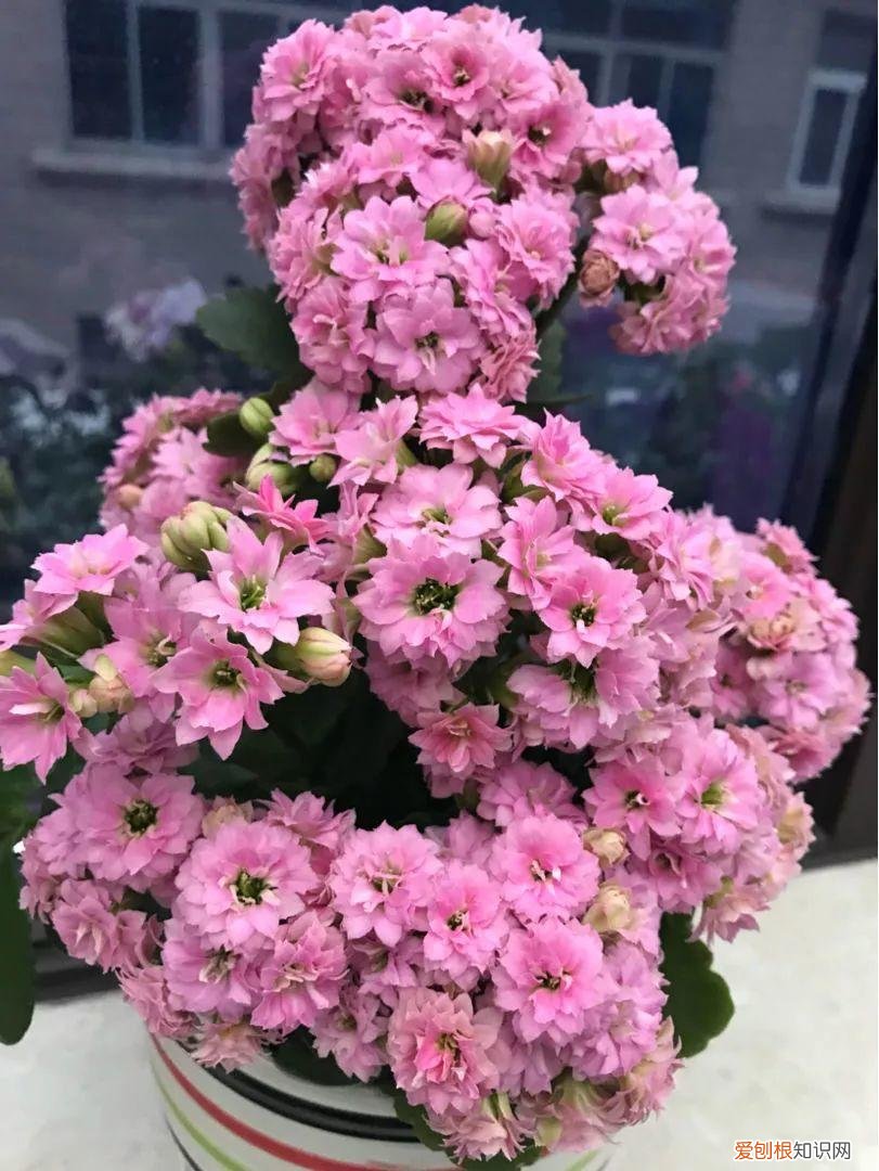 什么植物吸土，15种花，沾土就活，特有成就感，养一次就上瘾