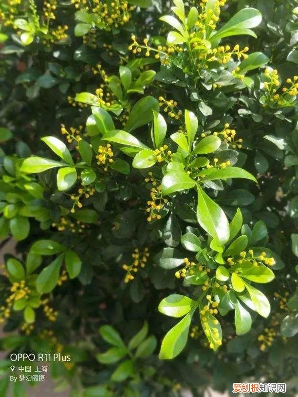 什么植物吸土，15种花，沾土就活，特有成就感，养一次就上瘾