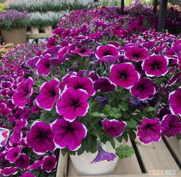 什么植物吸土，15种花，沾土就活，特有成就感，养一次就上瘾